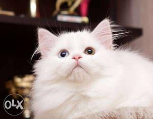 Doll face persian for sale in all india deliver COD
