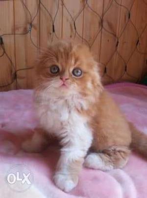 Doll face pure white persian breed CASH ON DELIVERY