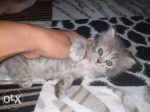 Double coated female kitten