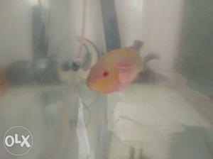 Egg laying flowerhorn female for sell layed eggs