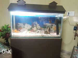 FISH TANK 4 feet long and 2 feet high alongwith fishes