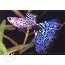 Fancy guppies rupees 200 per pair also rainbow