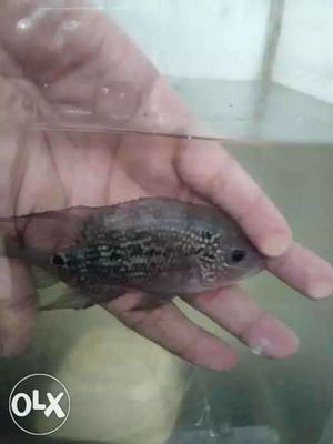 Female Flowerhorn fish