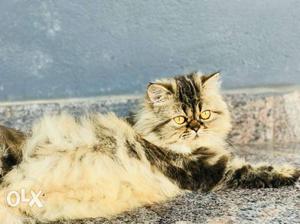 Female persian cat 1.6 yrs..urgnt sale call me. exchange