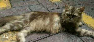Female persian cat 1.6yr..urngnt sale..call me exchange also