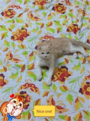 Female persion breed full trained
