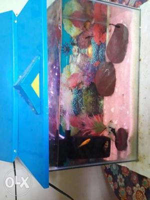 Fish Tank With Blue Frames