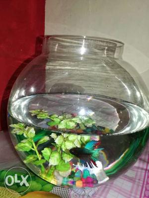 Fish bowl and crowntail fish with colourful