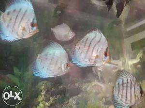 Fish discus fish. blue diamond very active and
