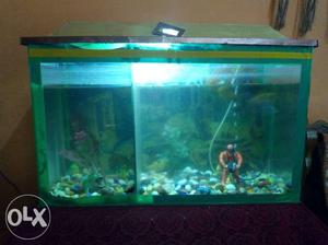 Fish tank 1.5 by 2 with 9 fish