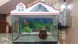Fish tank and pot with 2 sharks and gourami