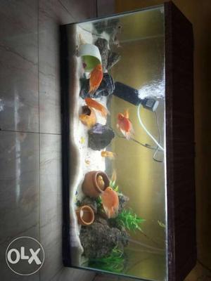 Fish tank and shed including led tube light