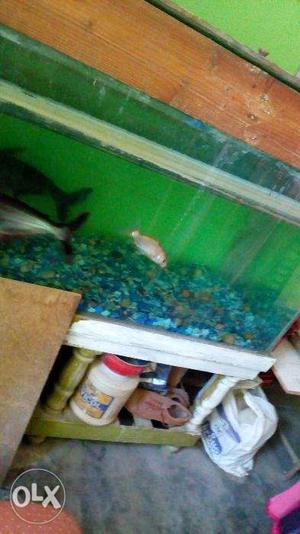 Fish tank for sale with 2 shark fish