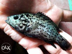 Fishes for sell.. 1.jaguar cichlid rs- 300