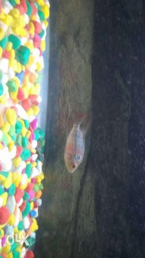 Flower horn fish (female)