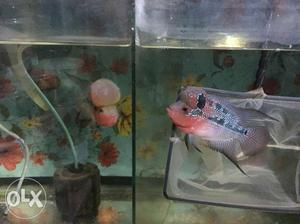 Flower horn fishes available starting from 