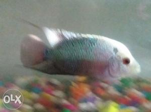 Flower horn for urgent sale