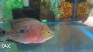Flowerhorn 4 inches, 3.5 months old. Very aggressive.