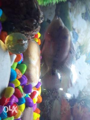 Flowerhorn Fish (Female)