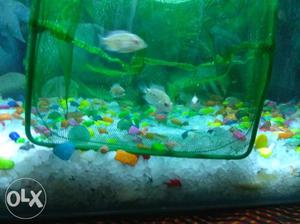 Flowerhorn Fish babies 150 pr pice