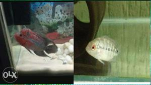 Flowerhorn Fish baby challenging price