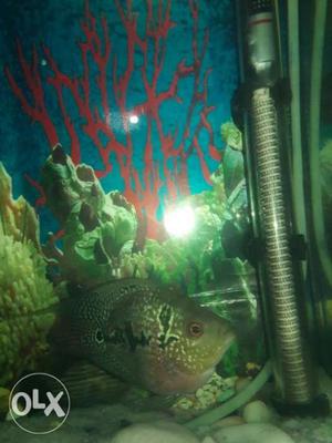 Flowerhorn femal fish for sell in low prise only