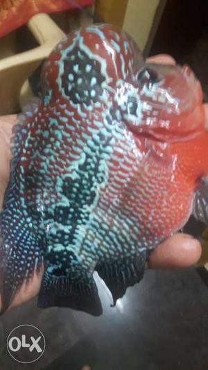 Flowerhorn fish imported quality