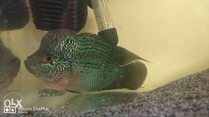 Flowerhorn fish with good hump, 3ft tank, power