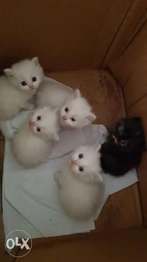 Four White And One Black Persian Kittens