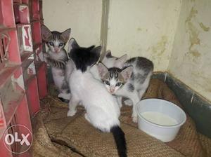 Four White-and-gray Tabby Kittens