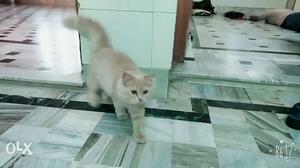 Full trend cat