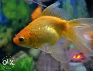 Gold Fish for sale at wholesale prices Dozen 200
