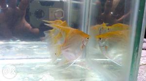 Golden angel breeding pairs available