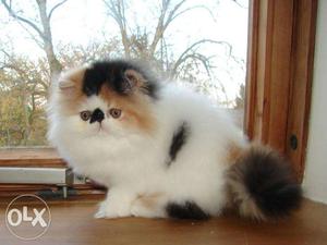 Golden color cute persian avalible >cash on delivery