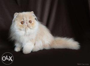 Golden eyes white persian kitten CASH ON DELIVERY