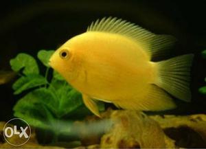 Golden sevrum fish pair at aqua dunia