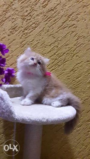Golden white long hair Persian kitten available