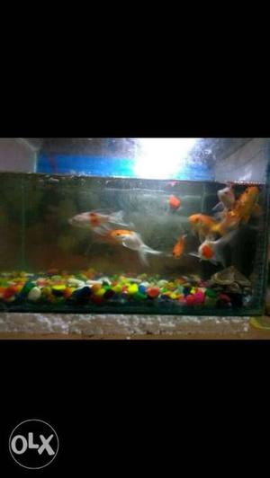 Good condition fish pot
