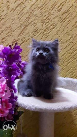 Gry color pure Persian kitten male female