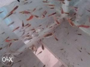 Guppy 8 rs per piece 10 nos 80rs