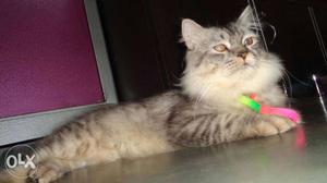 Healthy And Pure Persian Cat Male 1 Year Old