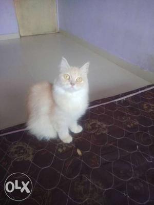 High quality female pure doll face cat 11 months
