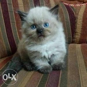 Himalayan kitten available for less price for