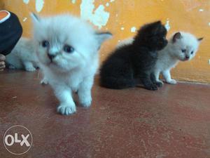 Himalayan persian kittens