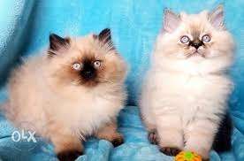 Himaliyan parsian female Kittens fix rate