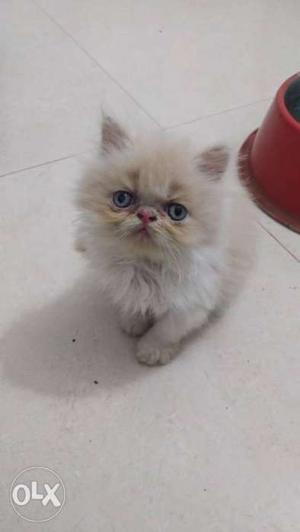 Home bred kittens pure semi punch contact for
