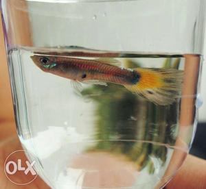Homegrown Guppies!! 2for100