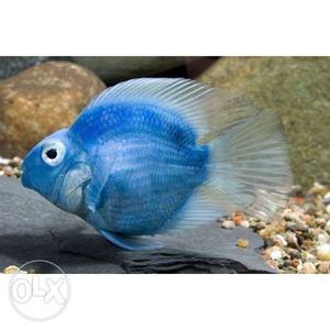 I sell my uique fish