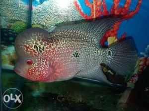 I want to sell my beautifull pearl flowerhorn fish,