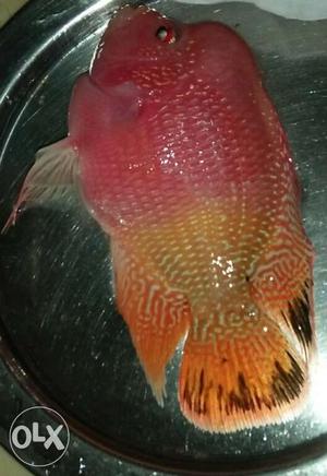 Imported Flowerhorn Fish beautiful colour
